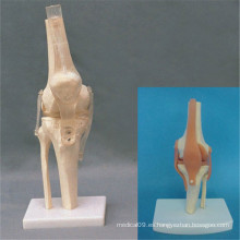 Natural de la rodilla humana modelo de esqueleto de la articulación con ligamento transparente (r020912)